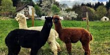 Cria Valley Alpacas