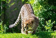 Gepard in der Tierwelt Herberstein