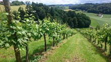 Weingarten des Weinbau Buschenschank Gölles