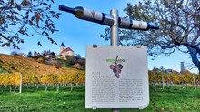 Weinweg der Sinne 