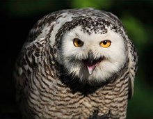 Greifvogel der Greifvogelwarte Riegersburg