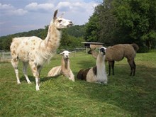 Lamas vom Elfenhof