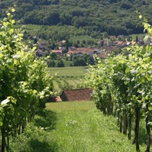 Weingarten an der Klöcher Weinstraße