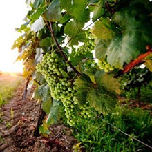 Weinidylle Südburgenland