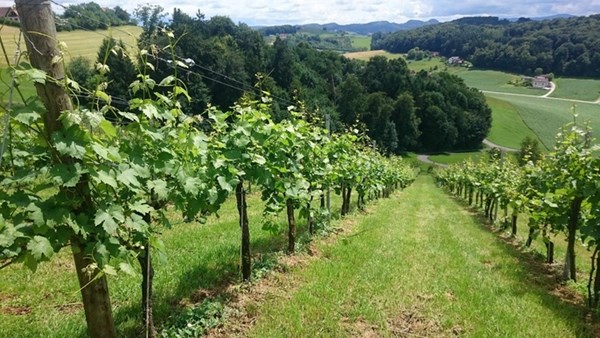 Weinbau Buschenschank Gölles
